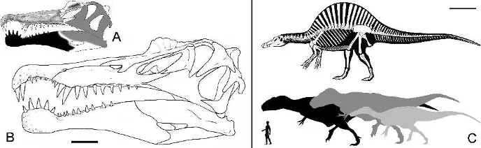 Череп и строение тела спинозавра